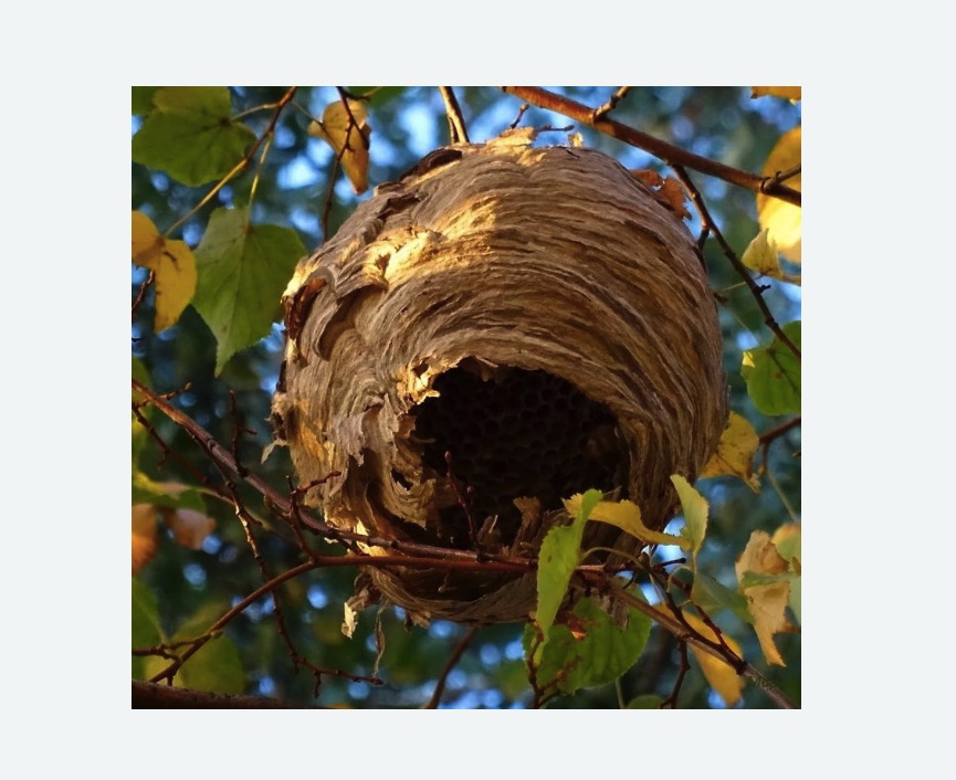 Обработка от шершней в Великих Луках