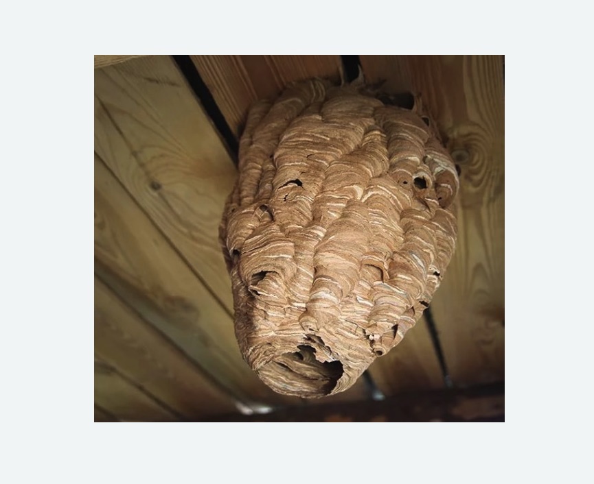 обработка от шершней в Великих Луках