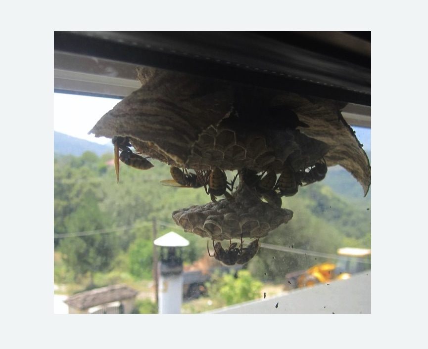 Уничтожение гнёзд шершней в Великих Луках