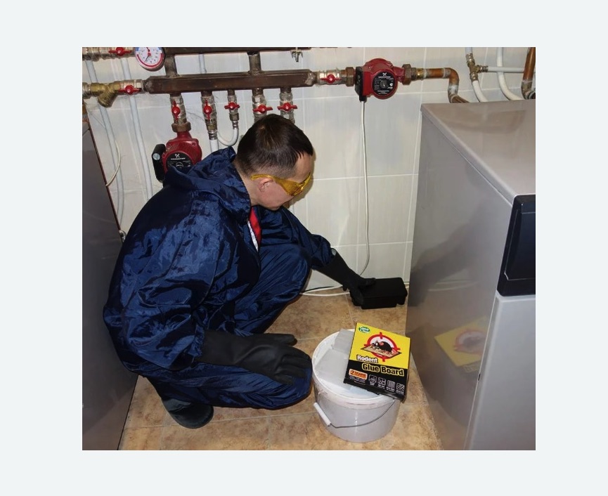 Уничтожение крыс в Великих Луках