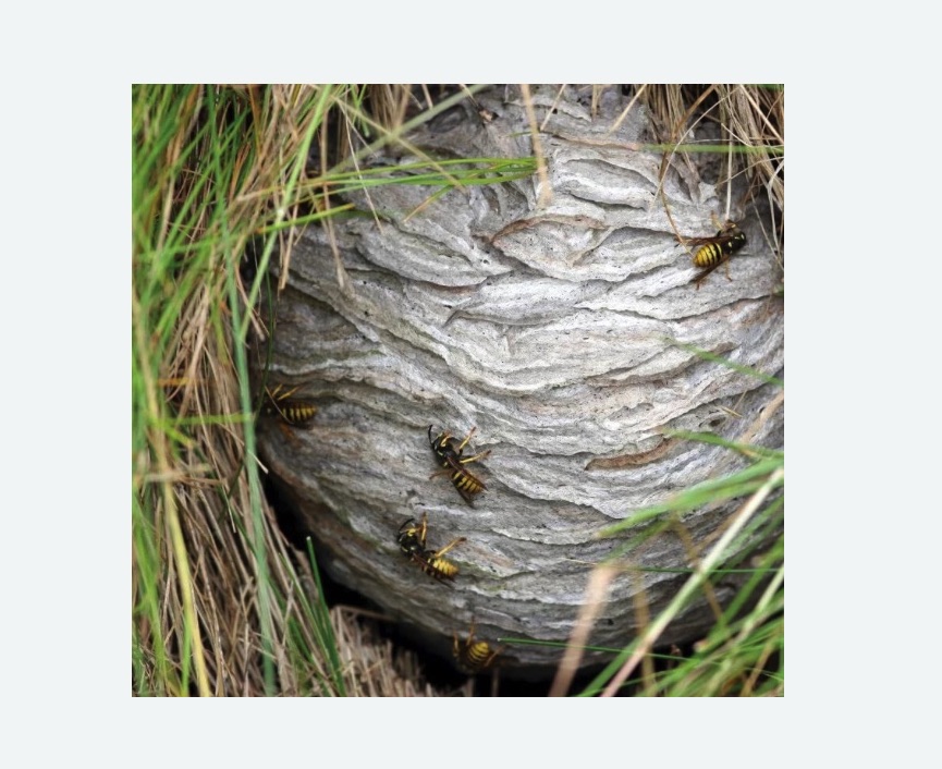 Уничтожение ос и ульев в Великих Луках